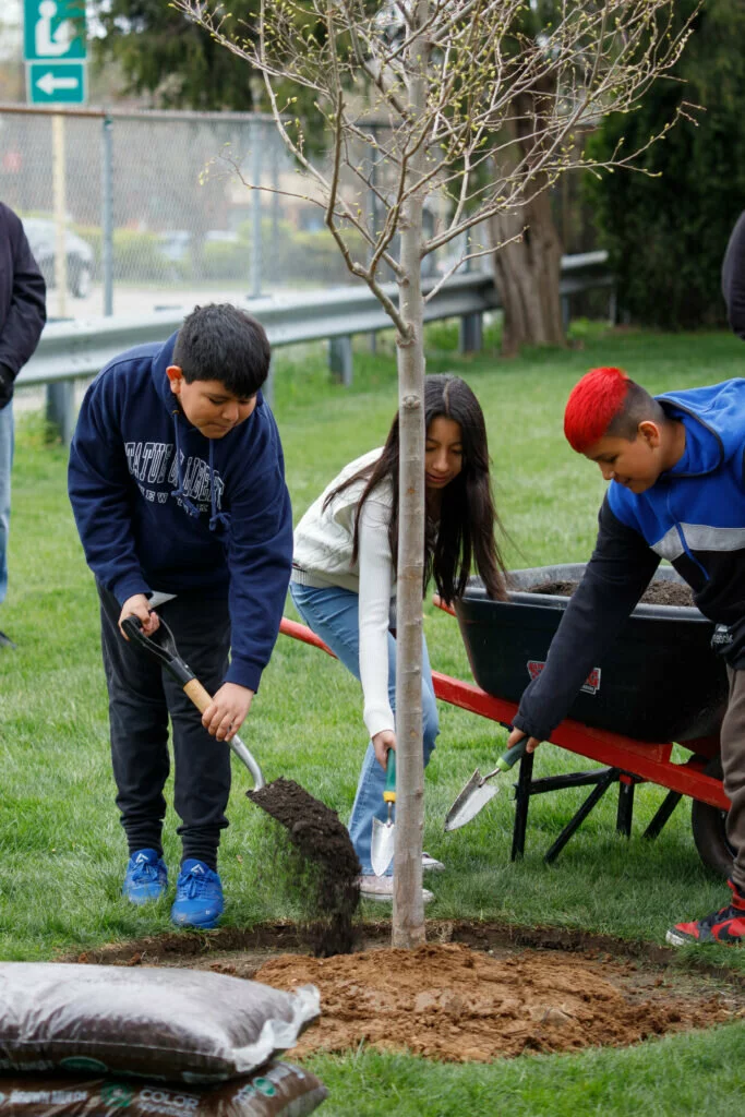 Three students at Field take turns shoveling dirt onto the school's new hybrid elm
