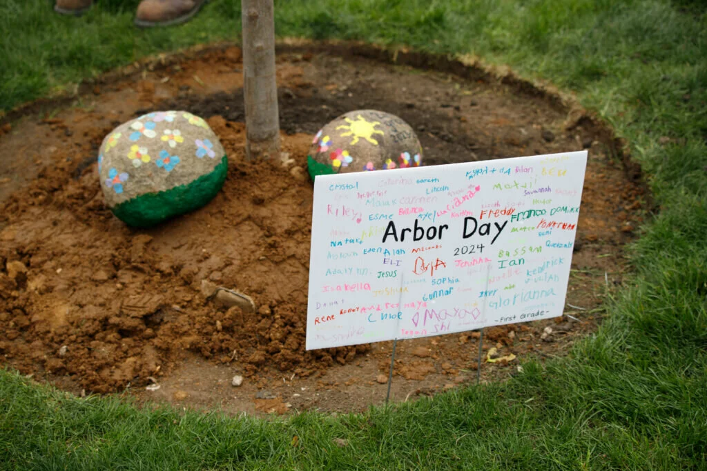 The hybrid elm at Field is accessorized with an Arbor Day banner signed by students and two painted rocks