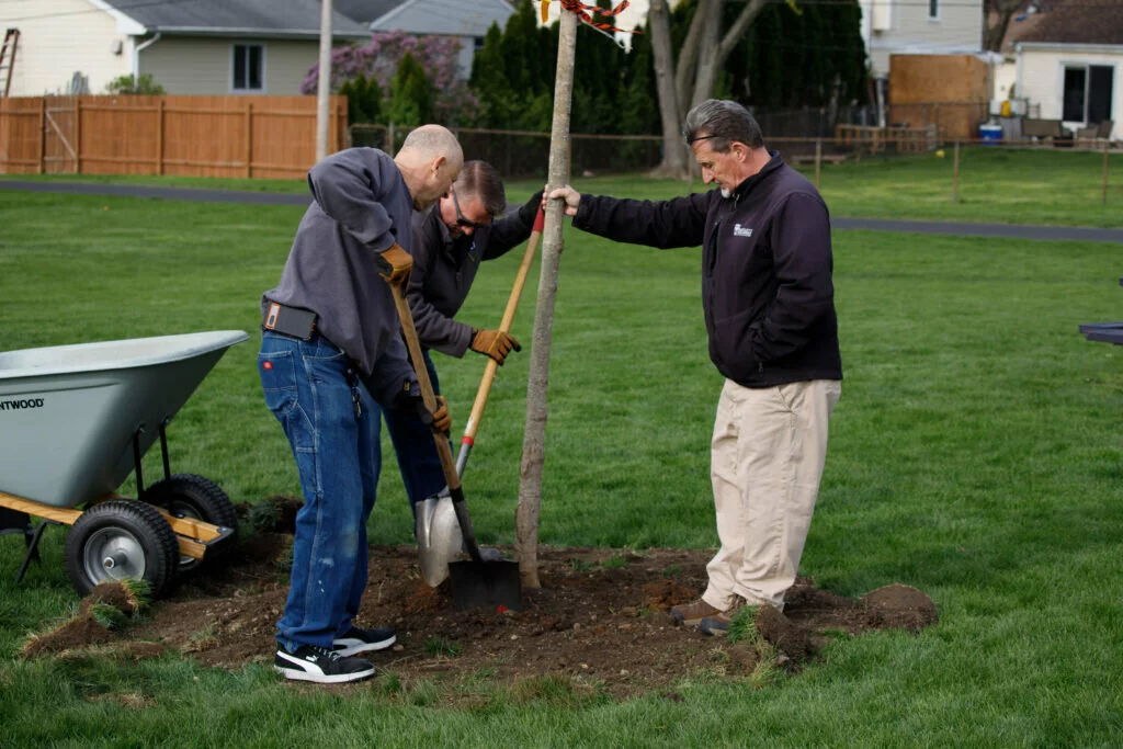 The district's Operations department finishes up planting the sugar maple tree at London