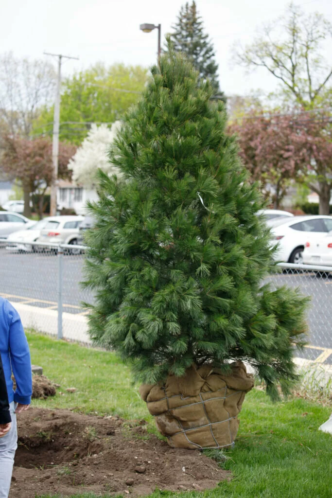 The eastern white pine donated to Field Elementary School