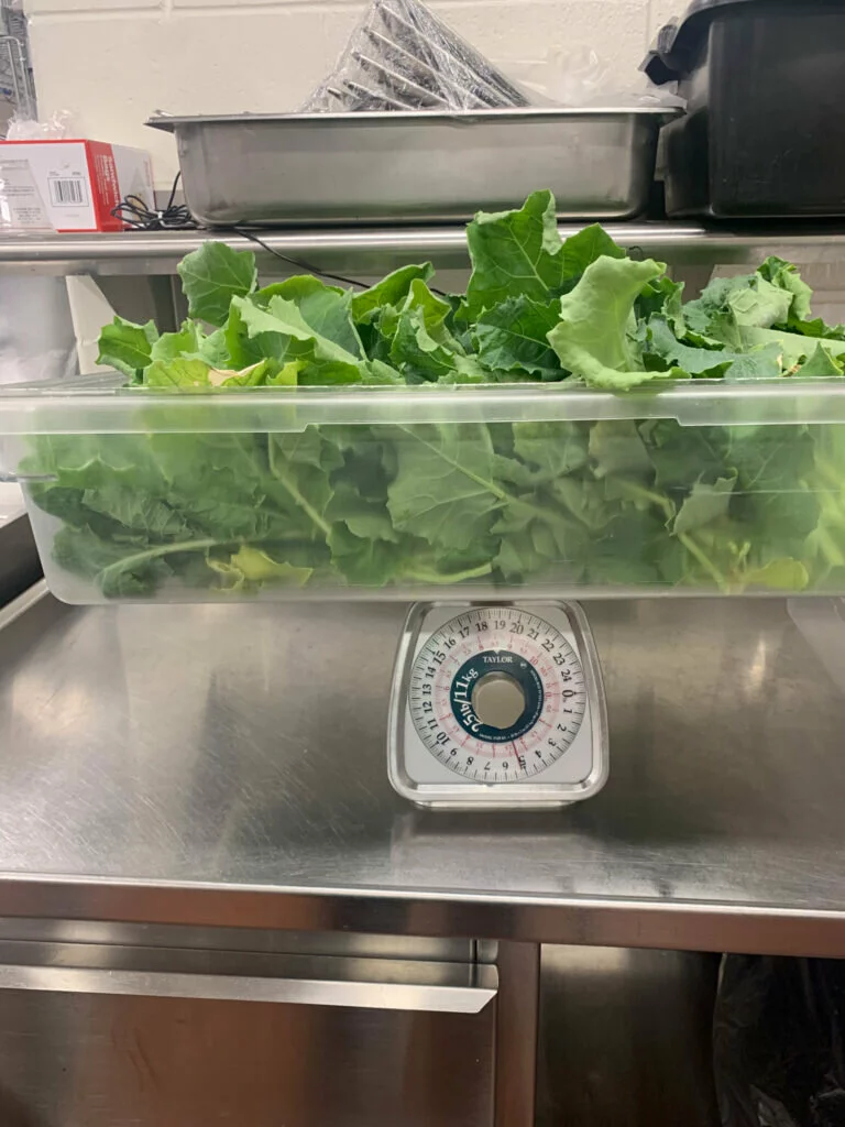 Almost five pounds of lettuce from one yield!