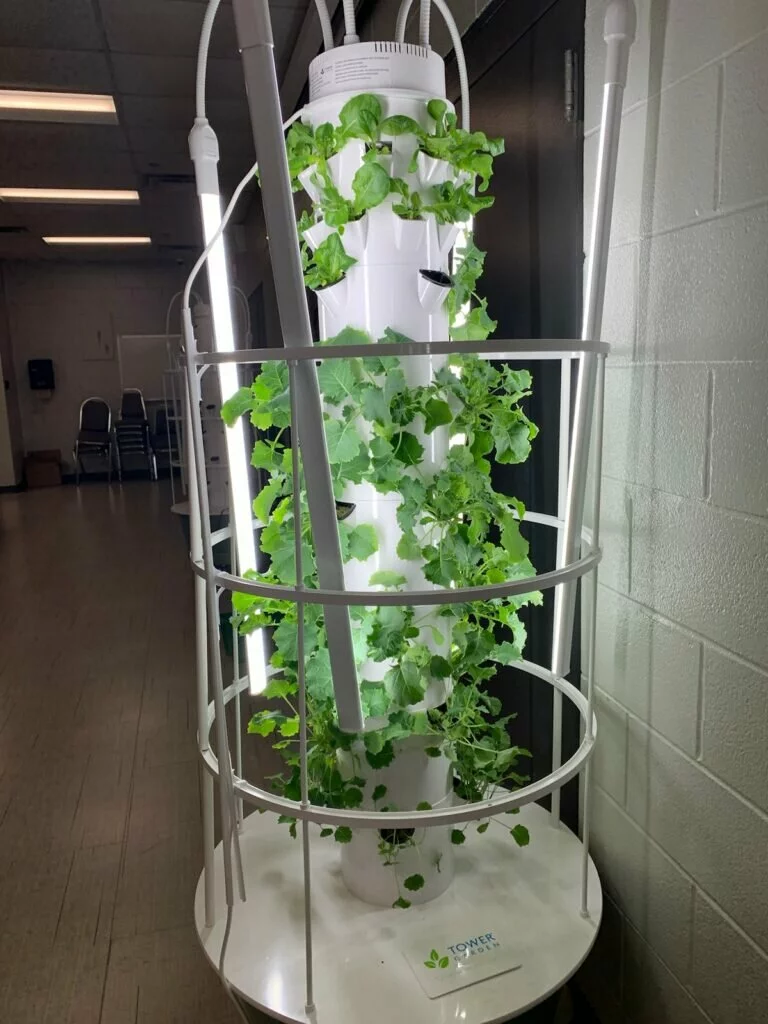Crops are growing on one of three Tower Gardens at London!
