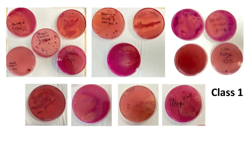 Coliforms results from Crowley and Huff's first class.