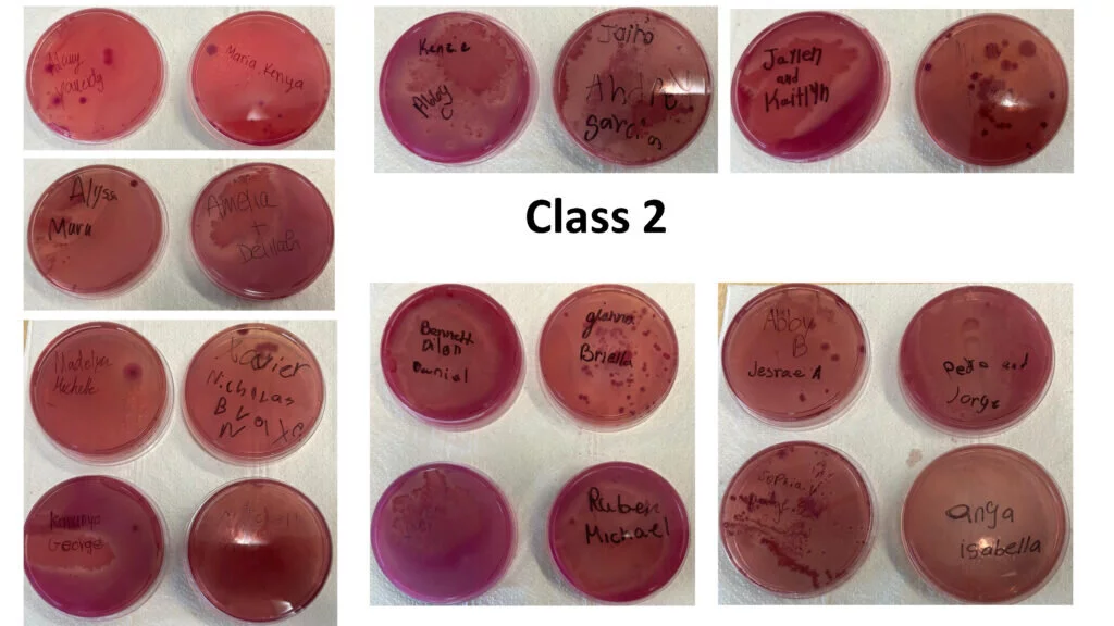 Coliforms results from Crowley and Huff's second class.
